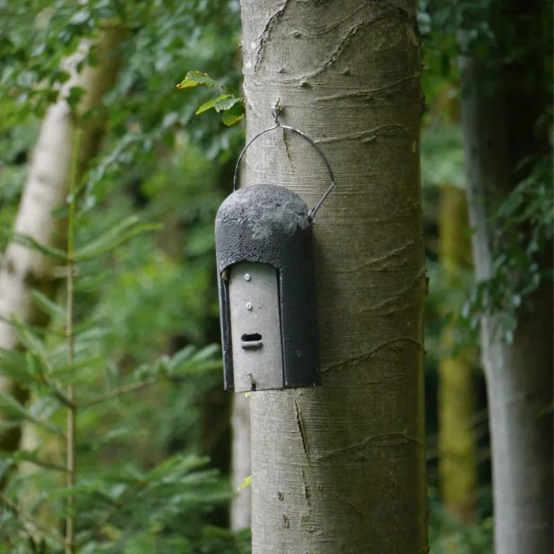 Fledermauskasten an einem Baum