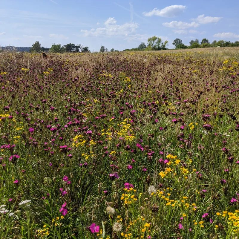 Blühende Wiese