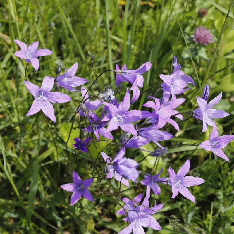 Blaue Glockenblume