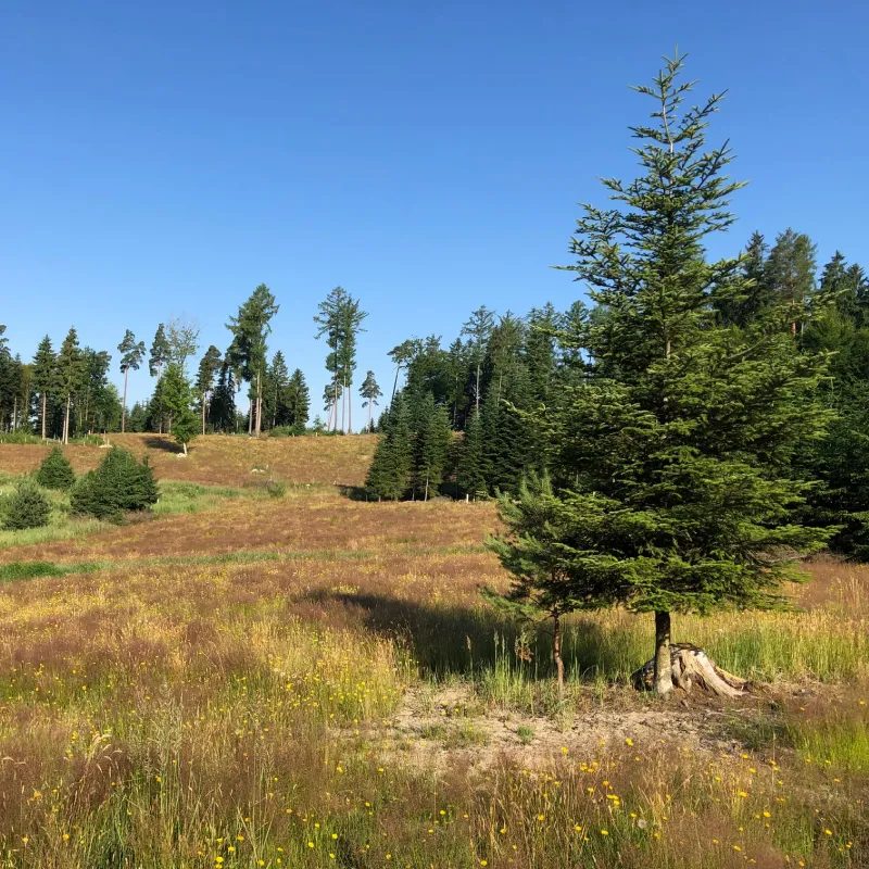 Offene Wiesenfläche mit Waldrand