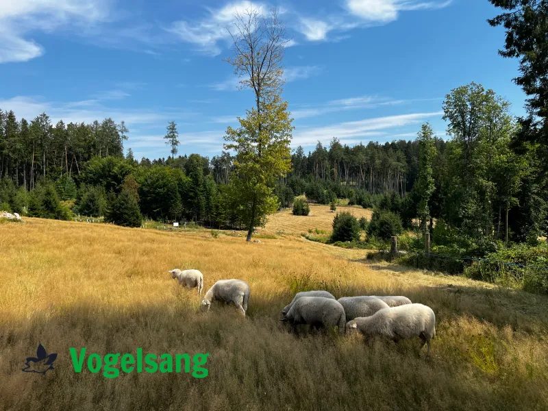 Schafe auf einer Waldweide am Ökokonto Vogelsang